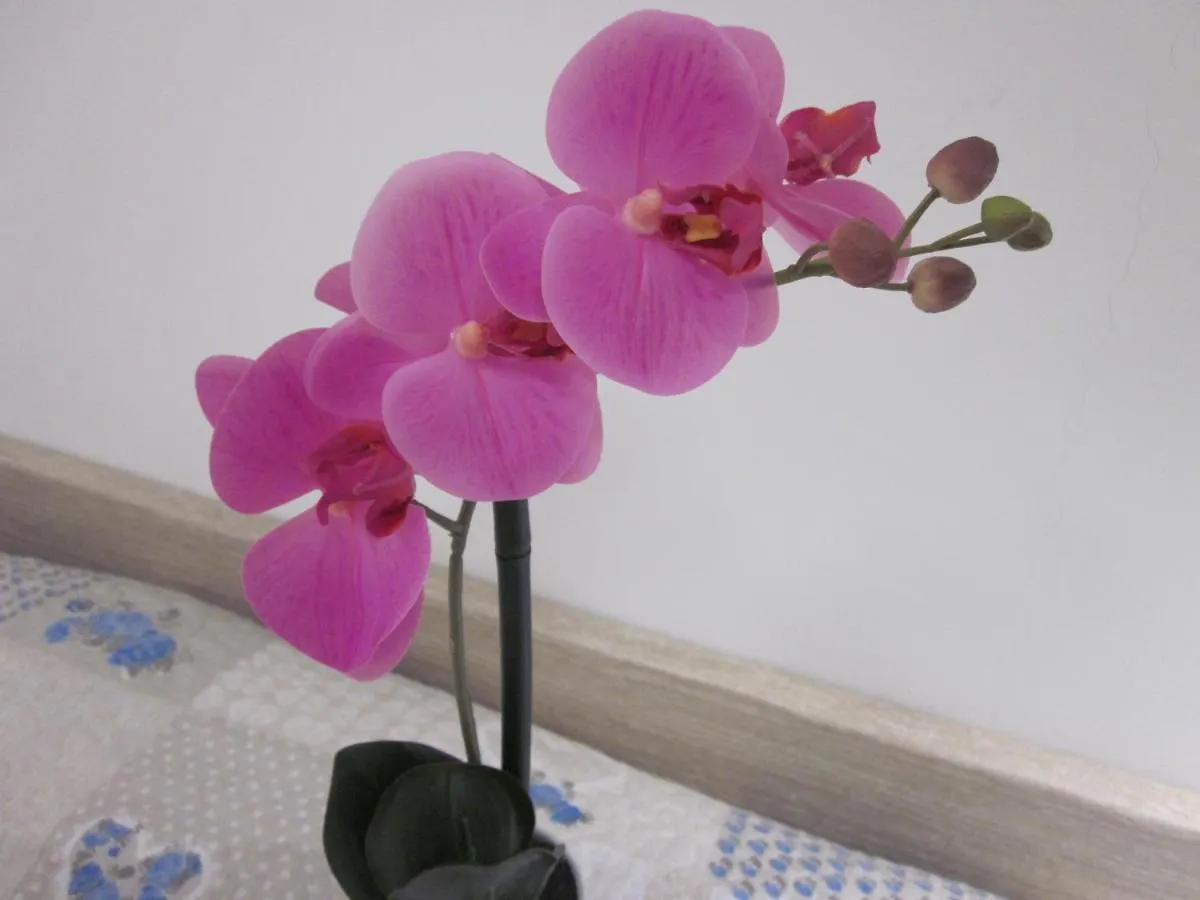 Vendégház Rosa Cottage Marghera