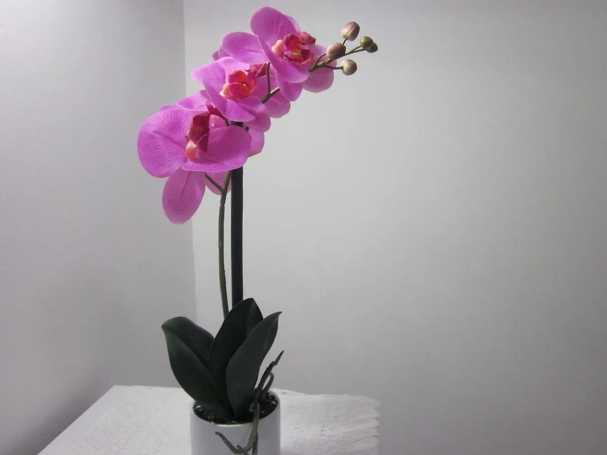 Rosa Cottage Marghera